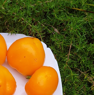 25349 Золота Тамара (солодкий)