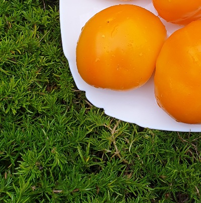 25349 Золота Тамара (солодкий)