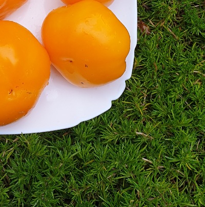 25349 Золота Тамара (солодкий)