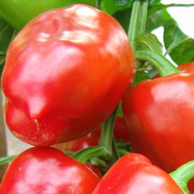 25199 Перець солодкий Рубінова 