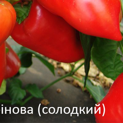 25199 Перець солодкий Рубінова 