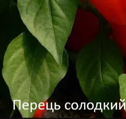 25198 Перець солодкий Нова 