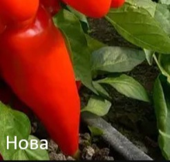 25198 Перець солодкий Нова 