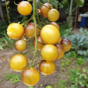 Насіння помідору Amethyst Cream cherry ( Аметист Крем Чері) 