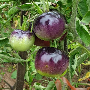 Насіння помідору Amethyst Jewel (Аметистова Коштовність) 
