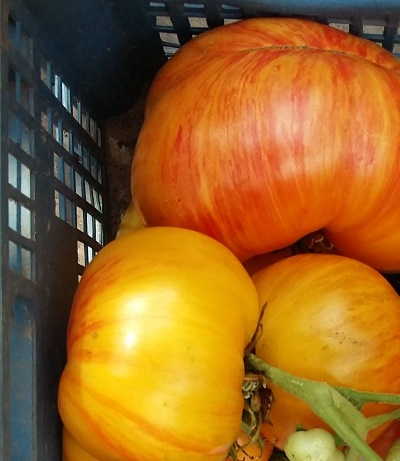 1069 Beauty Queen (Королева краси)