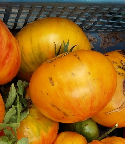 1069 Beauty Queen (Королева краси)