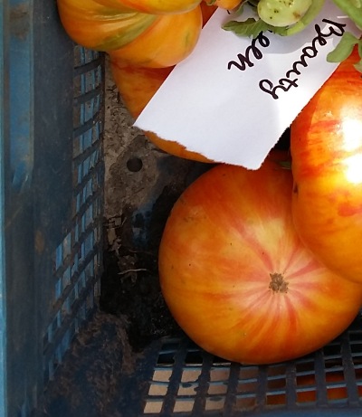 1069 Beauty Queen (Королева краси)