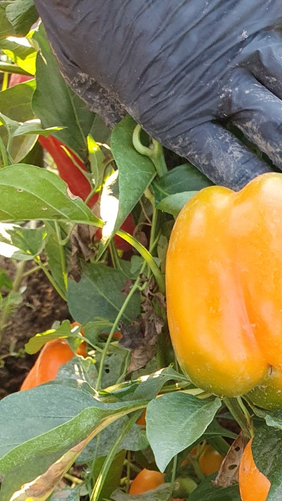 25341 Big Mama - Біг Мама (солодкий)