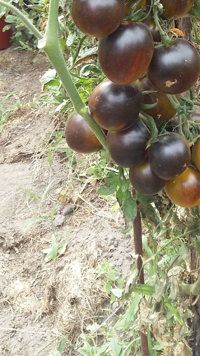 1119 Brad's atomic grape (Атомний виноград Бреда)