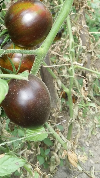 1119 Brad's atomic grape (Атомний виноград Бреда)