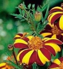 25463 Чорнобривці Денді