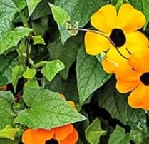 25468 Тунбергія Сюзанна помаранчева з вічком