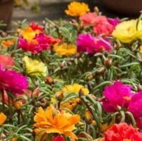 25470 Портулак махровий Чарівна казка суміш