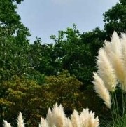 25466 Кортадерія Пампаське перо