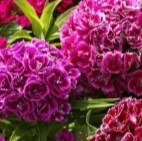 25471 Гвоздика Піноккіо