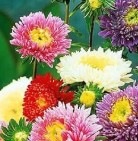 25473 Айстра Принцеса суміш