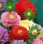 25473 Айстра Принцеса суміш