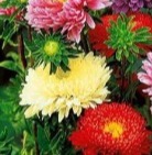 25473 Айстра Принцеса суміш