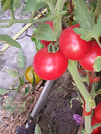 1305 50 помідорів червоний (назва умовна)