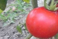 1091 Катюша