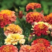 25462 Чорнобривці -хамелеон Strawberry Blonde Строубері Блонд F1