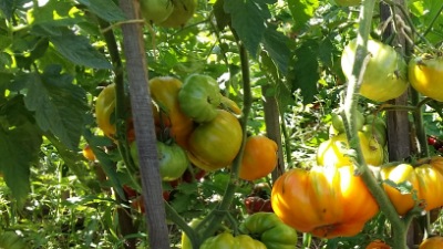 1067 Американський ребристий жовтий