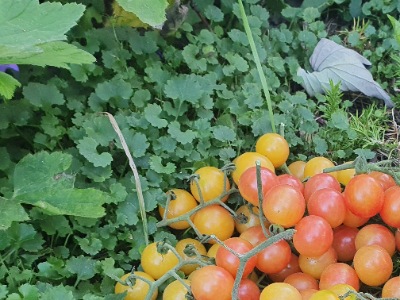 1325 Bicolor Cherry (Двохколірна Вишня
