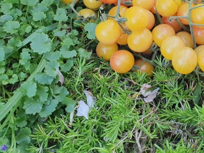 1325 Bicolor Cherry (Двохколірна Вишня