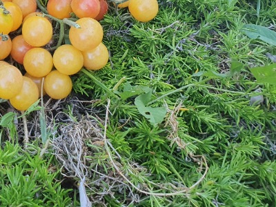1325 Bicolor Cherry (Двохколірна Вишня
