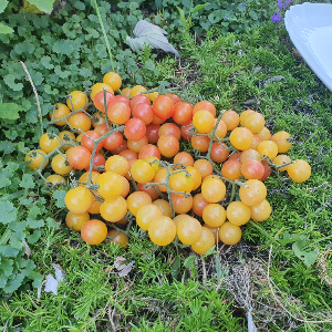 Насіння помідору Bicolor Cherry (Двохколірна Вишня