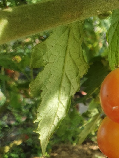1325 Bicolor Cherry (Двохколірна Вишня