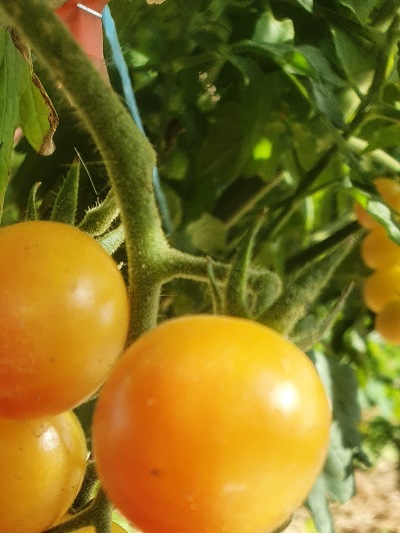 1325 Bicolor Cherry (Двохколірна Вишня