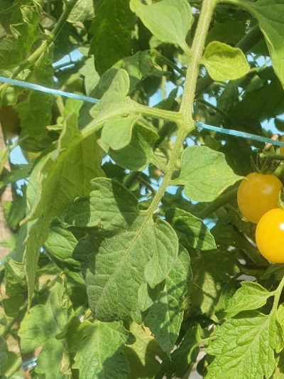 1325 Bicolor Cherry (Двохколірна Вишня