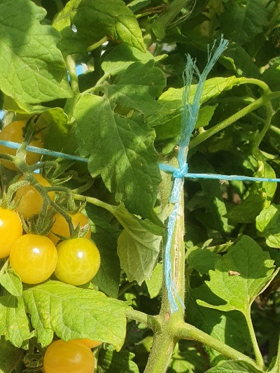 1325 Bicolor Cherry (Двохколірна Вишня