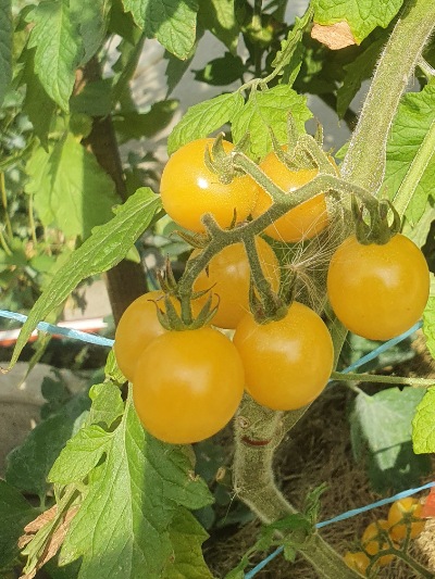 1325 Bicolor Cherry (Двохколірна Вишня