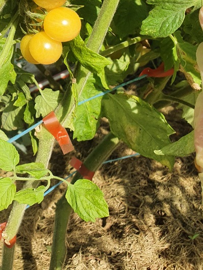 1325 Bicolor Cherry (Двохколірна Вишня