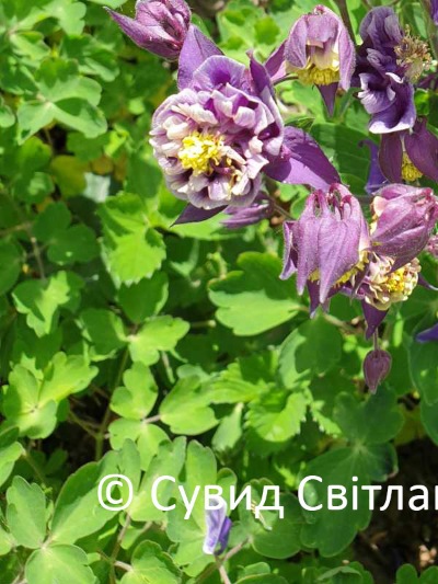 25039 Аквілегія махрова Вінкі Фіолетова 