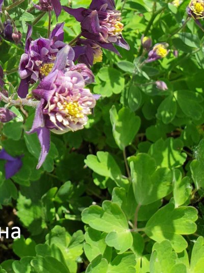 25039 Аквілегія махрова Вінкі Фіолетова 