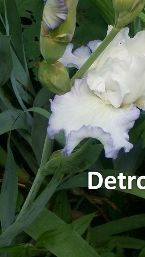 333 Detroit city