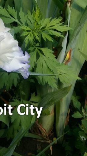 333 Detroit city