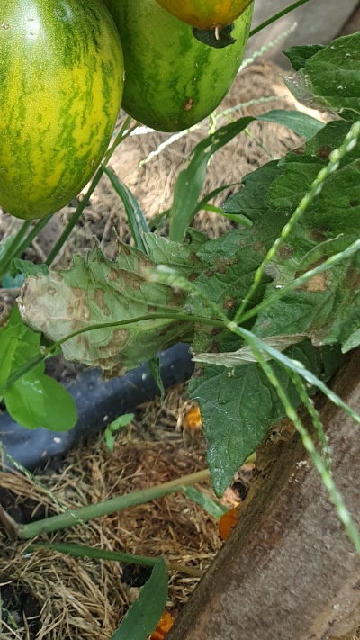 25481 Dwarf Saucy Mary (Гном Зухвала Мері) 