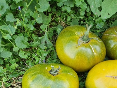 1333 Green Pineapple (Зелений Ананас)