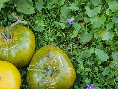 1333 Green Pineapple (Зелений Ананас)
