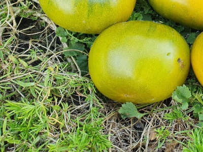 1333 Green Pineapple (Зелений Ананас)