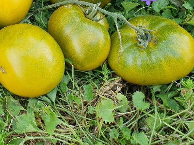 1333 Green Pineapple (Зелений Ананас)