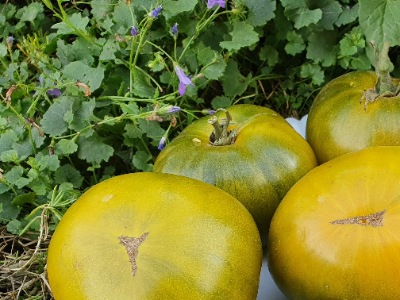 1333 Green Pineapple (Зелений Ананас)