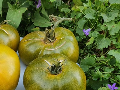 1333 Green Pineapple (Зелений Ананас)