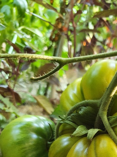 1333 Green Pineapple (Зелений Ананас)