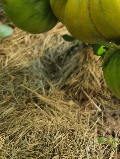 1333 Green Pineapple (Зелений Ананас)